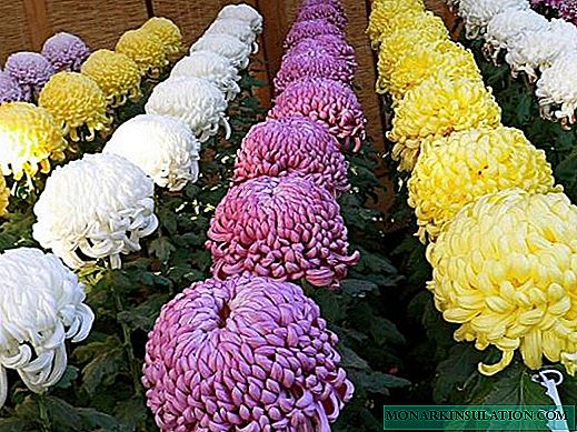 White, yellow chrysanthemums - description of species and varieties