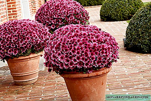 Perennial chrysanthemums - planting and care in the open ground