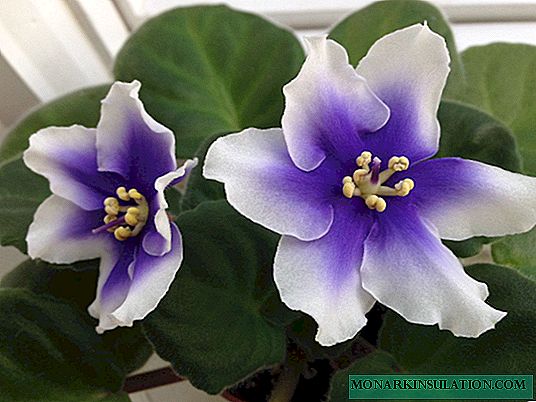 Humako pulgadas violeta - características de la planta