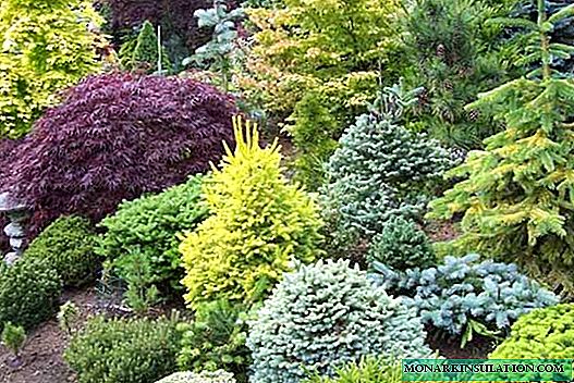 Arbustos de coníferas para o jardim - os nomes dos arbustos decorativos