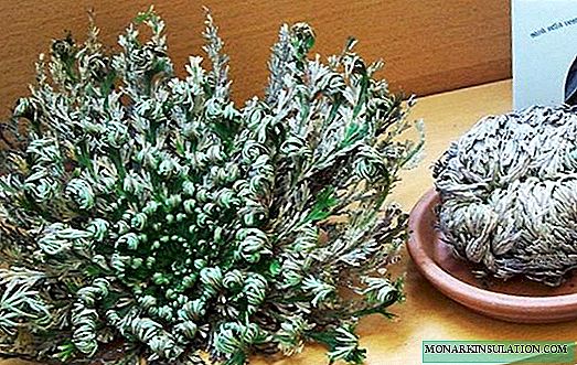 Jericho Rose (Silaginella) - was ist diese Wüstenblume