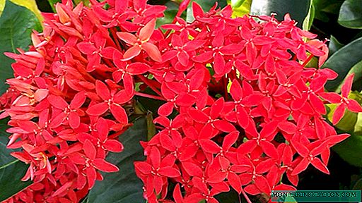 Ixora flower - description of the plant, planting and care