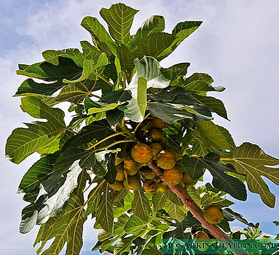 O figo é uma fruta ou baga? O que é fig ou fig