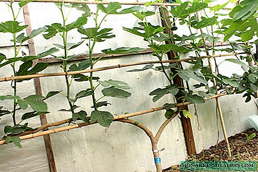 Starostlivosť o figu a kultivácia na otvorenom poli, prerezávanie