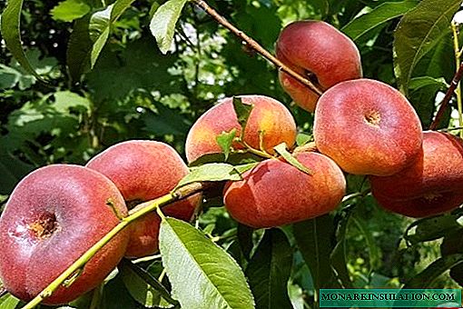 Figų persikai - koks augalas