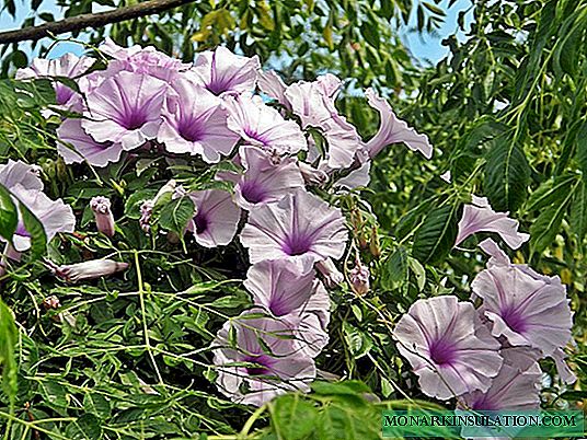 Ipomoea - planting and care in the open ground