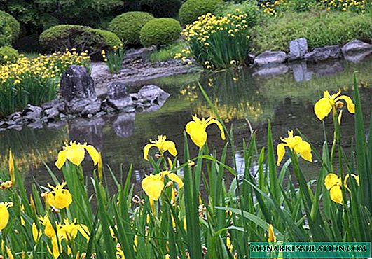 Iris pantano, barbudo, japonés, holandés varietal