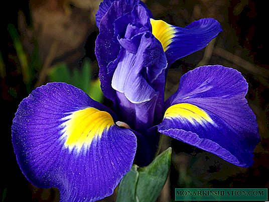 Fleur d'iris - types de plantes ornementales