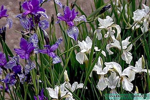 Sibirsk iris - beplantning og stell i det åpne bakken