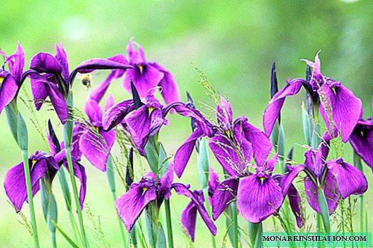 Iris - plantación y cuidado en campo abierto