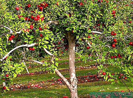 كيفية التعامل مع المن على أشجار الفاكهة