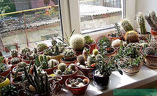 How often to water a cactus: the number of times and options at home