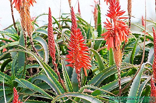 How aloe blooms at home
