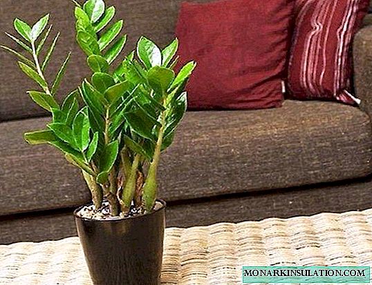 How Zamioculcas blooms at home