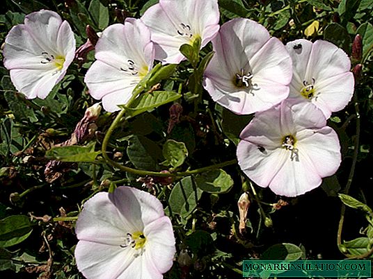 How to get rid of bindweed in the garden - modern and folk methods of struggle