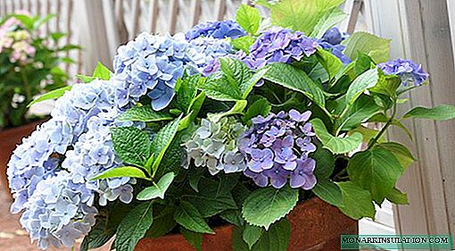 Cómo cambiar el color de la hortensia y hacer que la hortensia sea azul