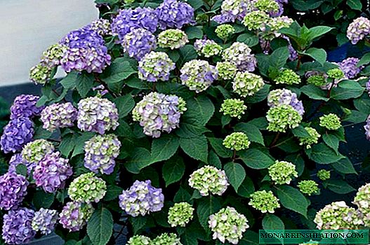 How to change hydrangea color from white to blue or pink