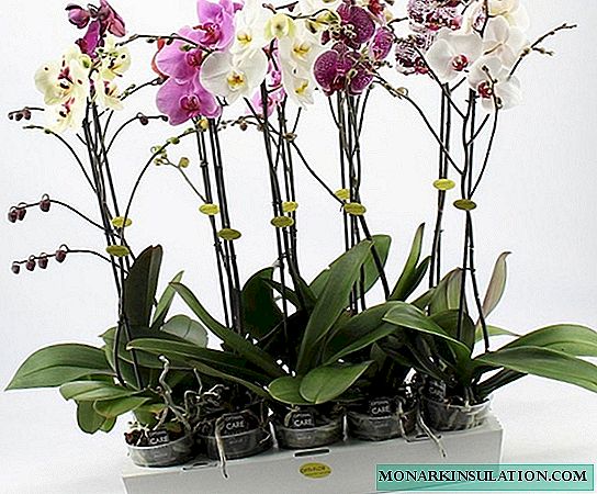 How to grow roots in an orchid: options above water and at home
