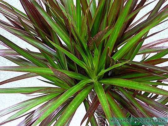 How to crop Dracaena at home