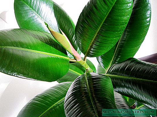 How to crop ficus correctly for crown formation