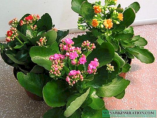 Como podar Kalanchoe: exemplos de formação de arbustos e cuidados com as flores