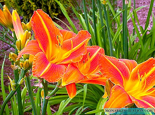 How to prune daylily after flowering