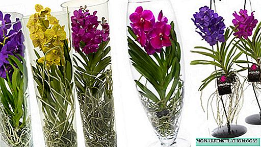 So beschneiden Sie eine Orchidee nach der Blüte: Optionen zu Hause