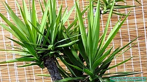 How to crop yucca at home