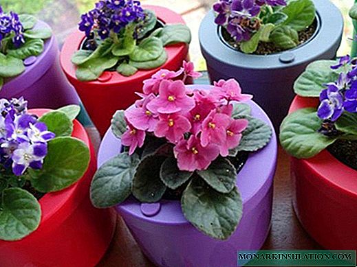 How to rejuvenate a violet at home step by step