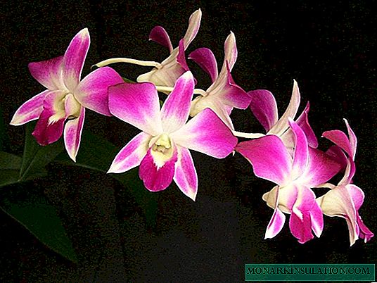 Cómo plantar una orquídea bebé: opciones en casa