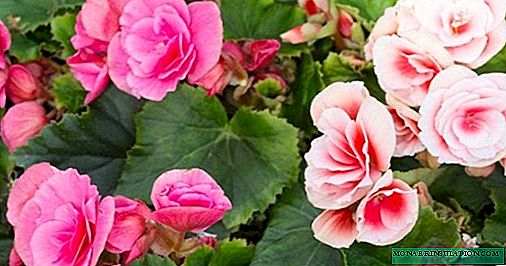 How to transplant begonia to a new place