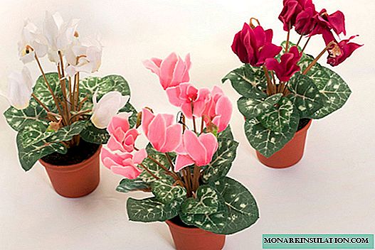 How to transplant cyclamen: options at home and in different ways