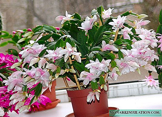 How to transplant Decembrist at home in a new pot