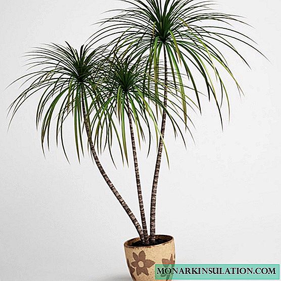 How to transplant dracaena, and is it possible to prune dracaena roots when transplanting