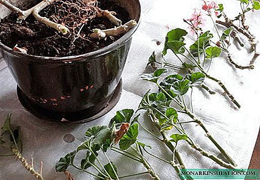 How to transplant geranium, how to plant a flower step by step