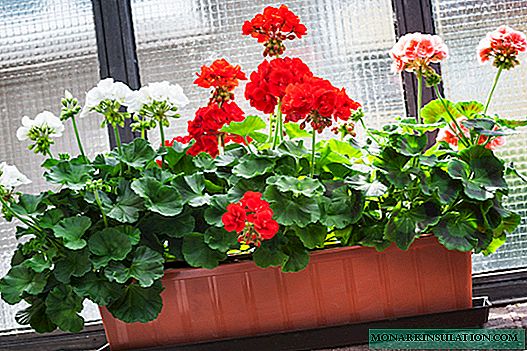 How to transplant geranium - step-by-step instructions at home and on the street