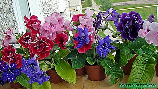 How to transplant gloxinia - step by step instructions at home