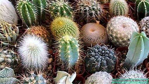 Comment transplanter un cactus: options à la maison