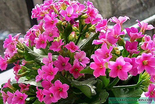 How to transplant Kalanchoe: choosing a pot and soil