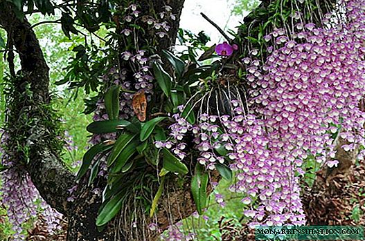 Bir orkide nasıl nakledilir: evde adım adım talimatlar