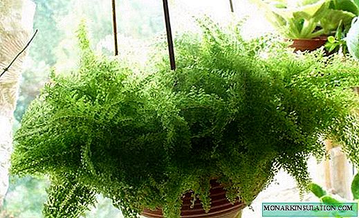 How to transplant a fern - what kind of earth and pot are needed