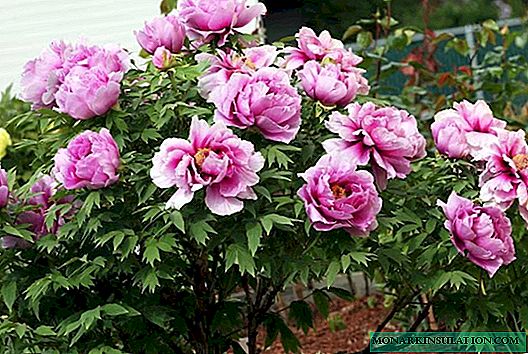 How to transplant peonies, and how to plant them in spring