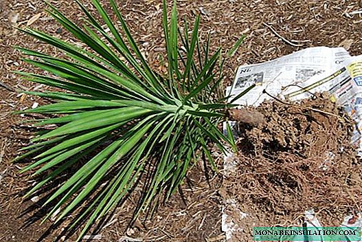 How to transplant yucca: land selection and cropping options