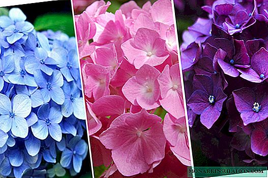 How to acidify the soil for hydrangea - methods and proportions