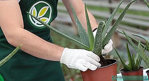 Come innaffiare l'aloe: frequenza e opzioni a casa