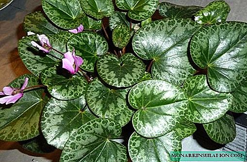 How to water cyclamen - rules for care during flowering and dormancy