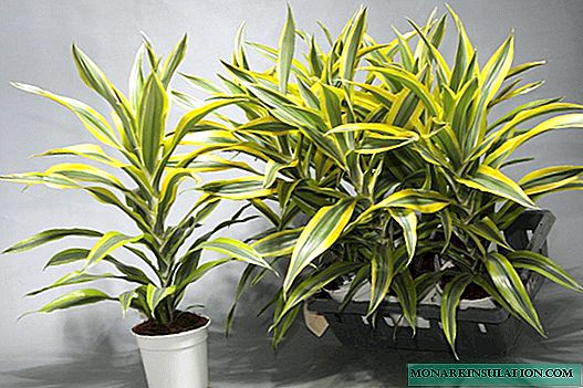How to water Dracaena for proper home cultivation