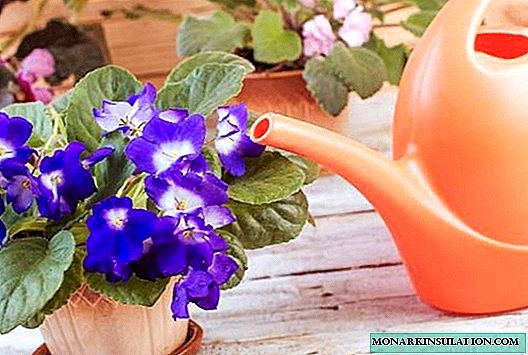 How to water violets - rules and features of watering