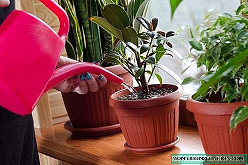 How to water ficus for proper growth