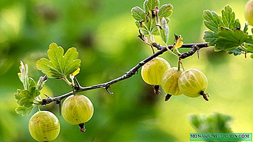 How to water gooseberries in the summer - the best ways to water